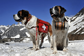 Saint-Bernard — transport d'animaux de compagnie